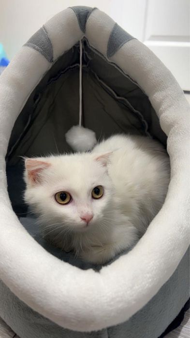 5000тг, папа вислоухий