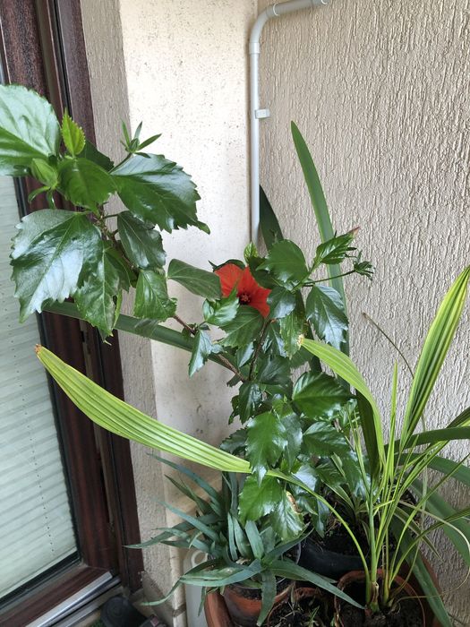 Trandafir japonez rosu