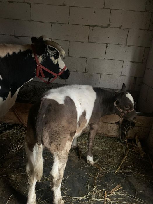 Vițel de vânzare mai multe detalii la nr de tf