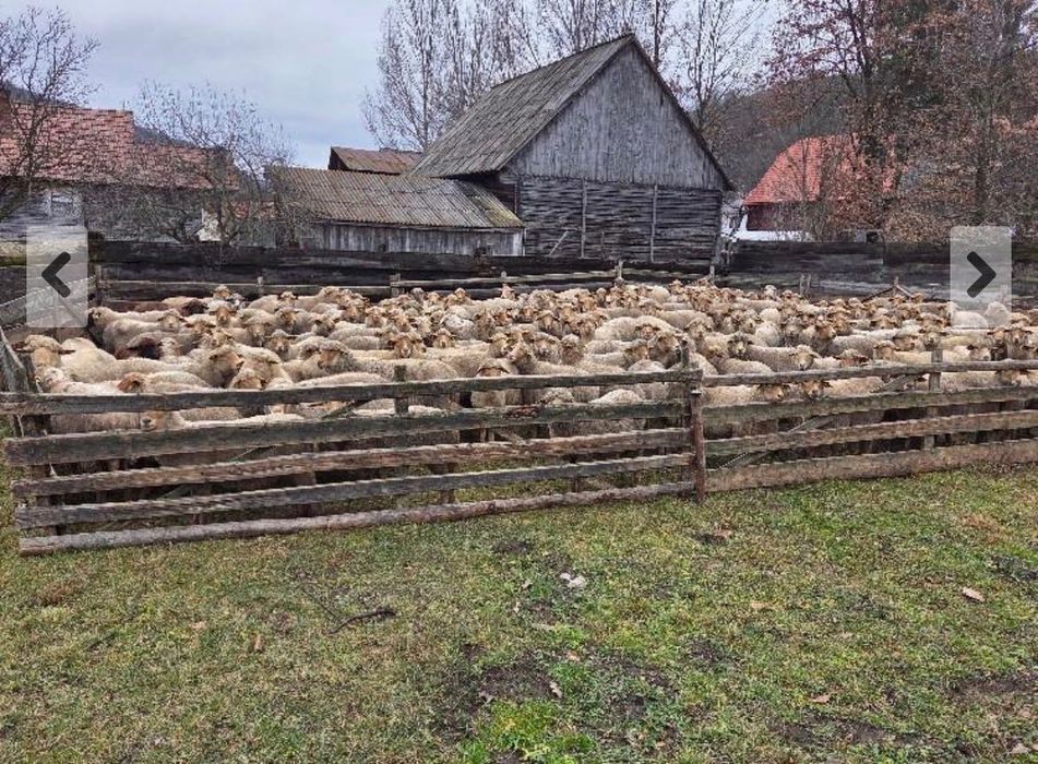 Vând oi Berke, 100 buc