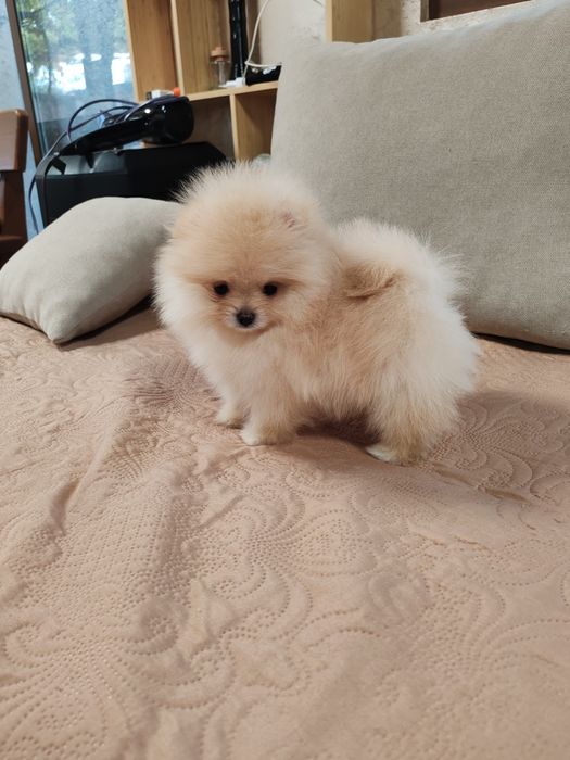 Померан мини мъжко.