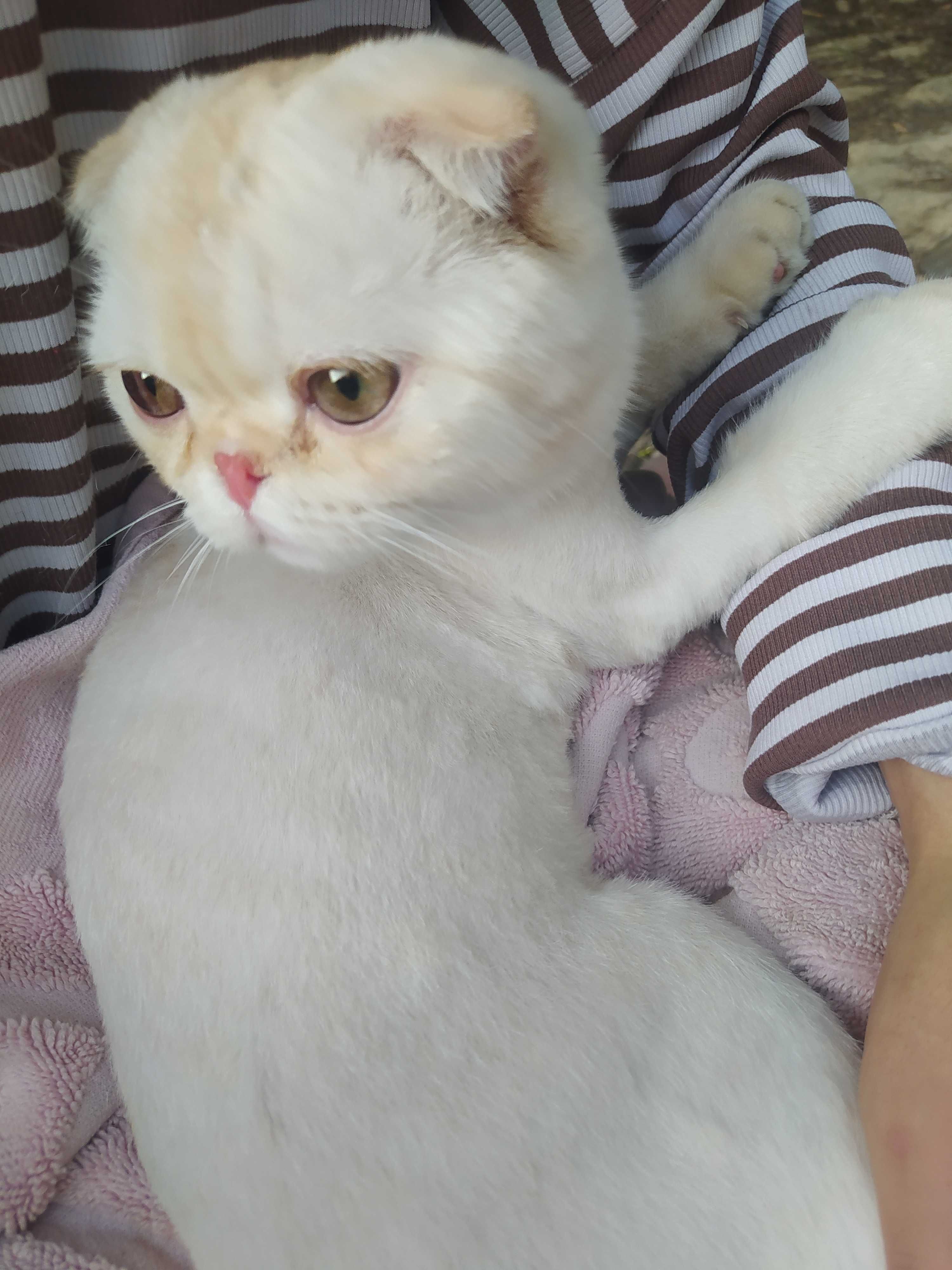 SCOTTISH FOLD sotiladi kelishamiz