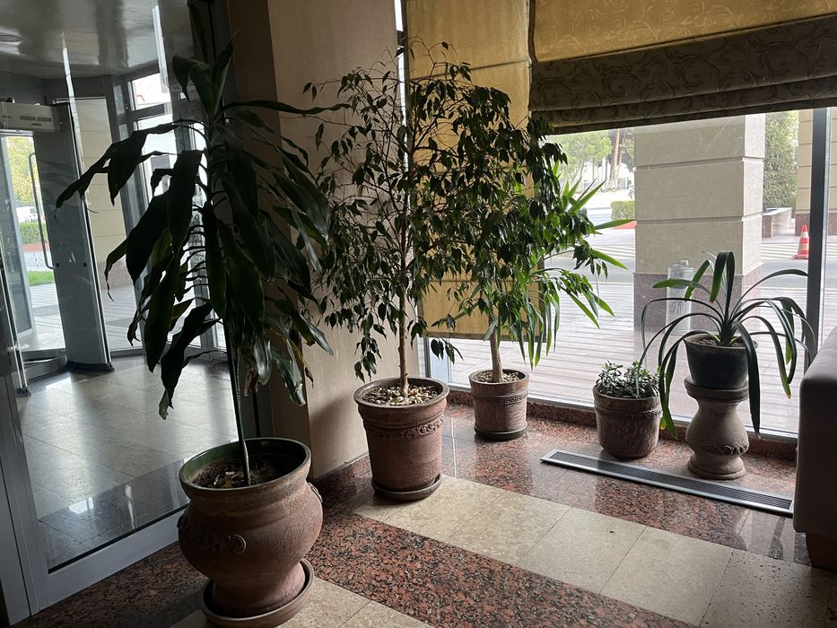 Комнатные растения, для офиса в премиальных горшках