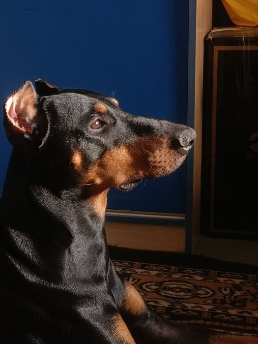 Щенки чистокровного добермана