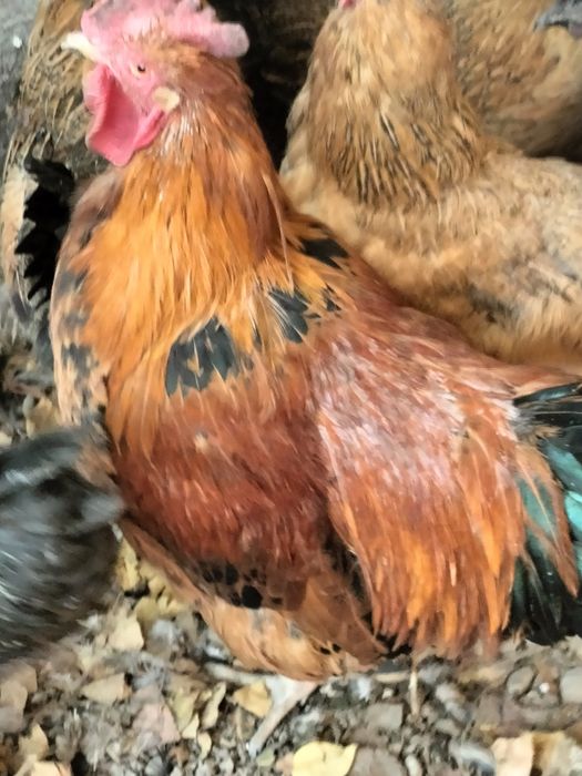 Продам петушка. Кучинка юбилейная