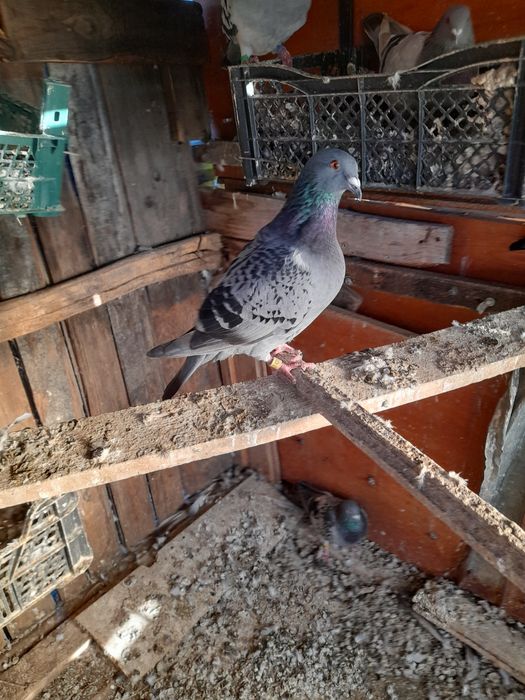 Vând 9 porumbei inelati