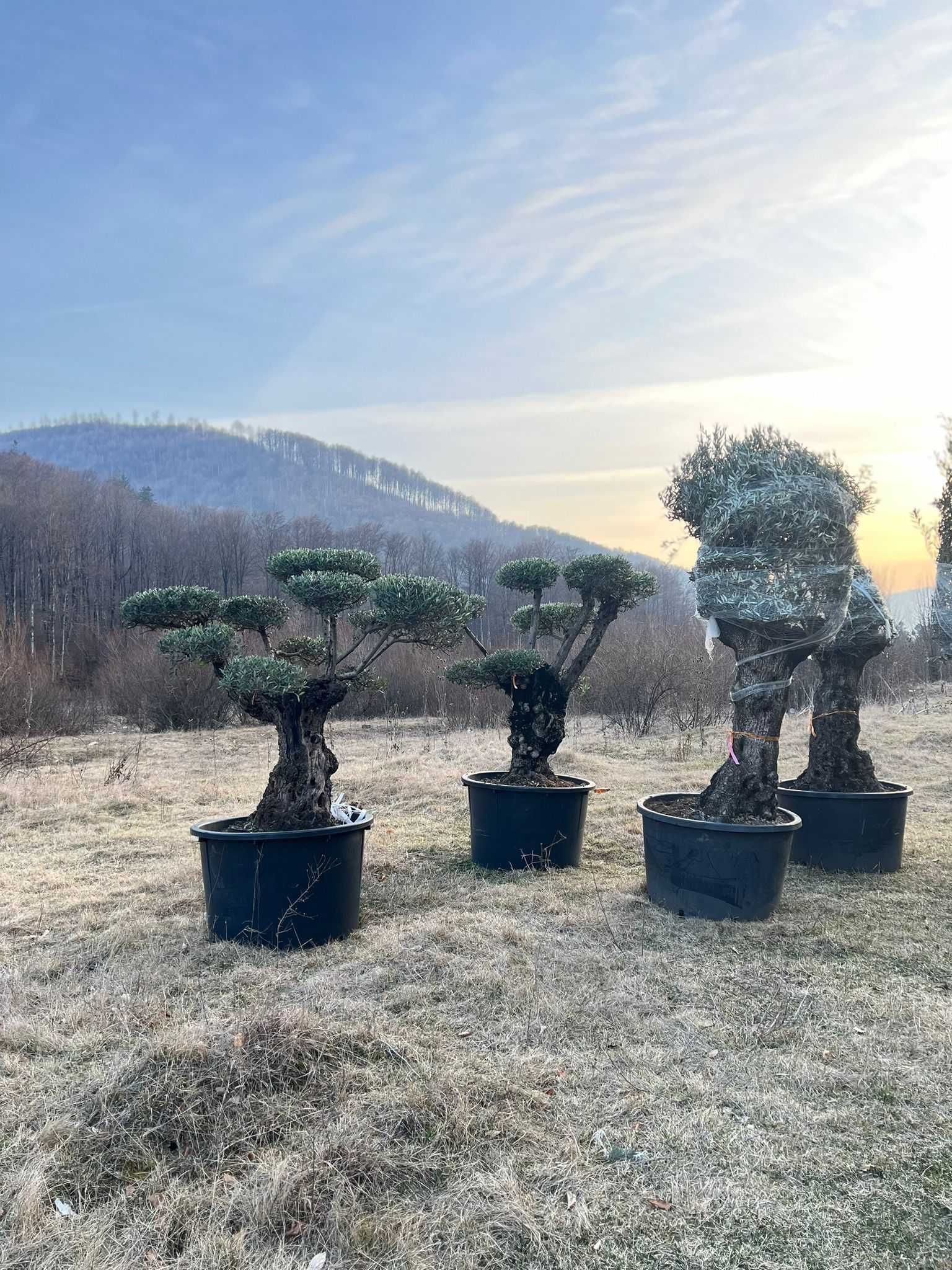 Plante Ornamentale