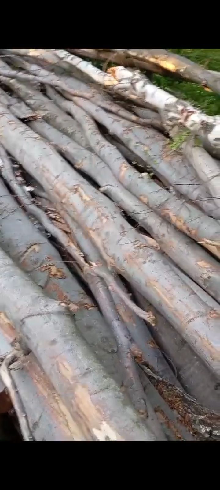 Vând lemn de foc esență de fag