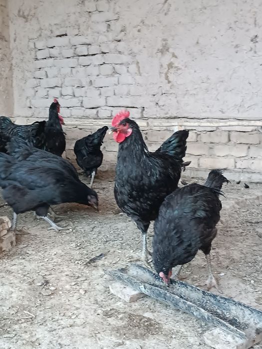 Qora Shaxzoda xo'roz sotiladi