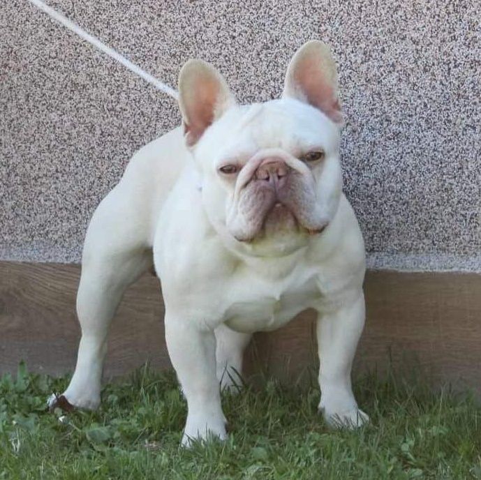 Френски булдог, french bulldog