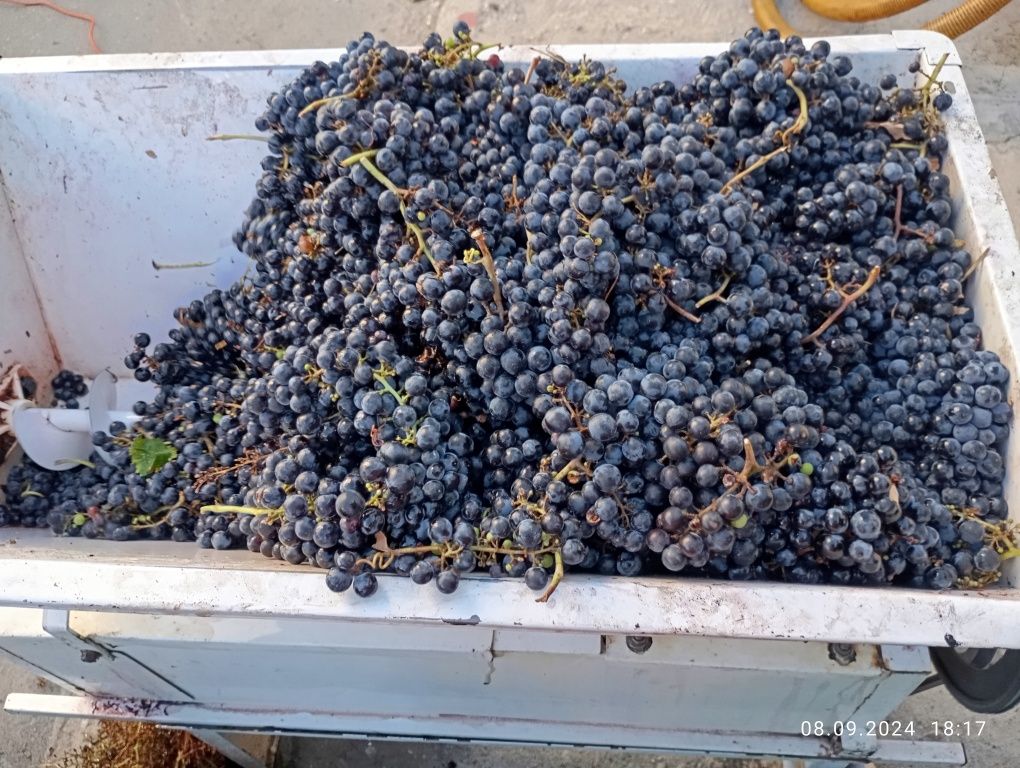 Мелене и продажба на Грозде мерло и каберне.