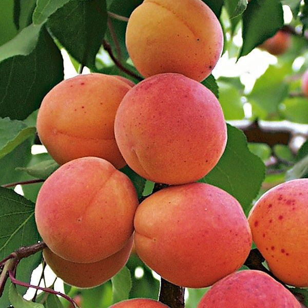 Pomi Fructiferi stravechi din glia stamoseasca soiuri de Cais