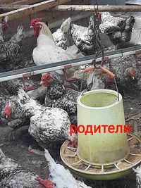 Инкубационные яйца Пушкинских кур