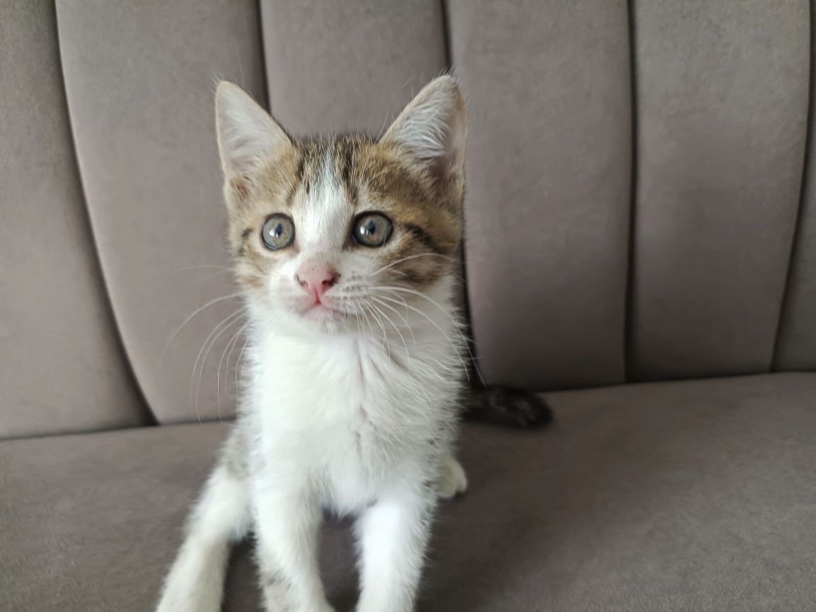 домашний котёнок в добрые руки