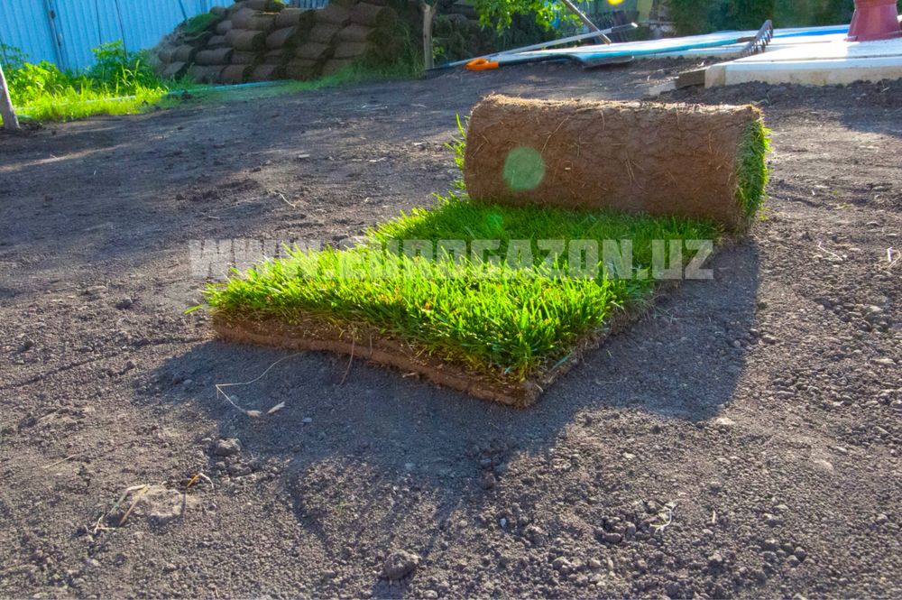 Газон готовый рулонный Gazon tabiy