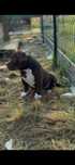 Vând femela american bully pocket