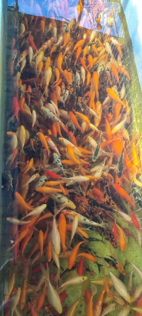 Vand crapi koi si carasi ornamental