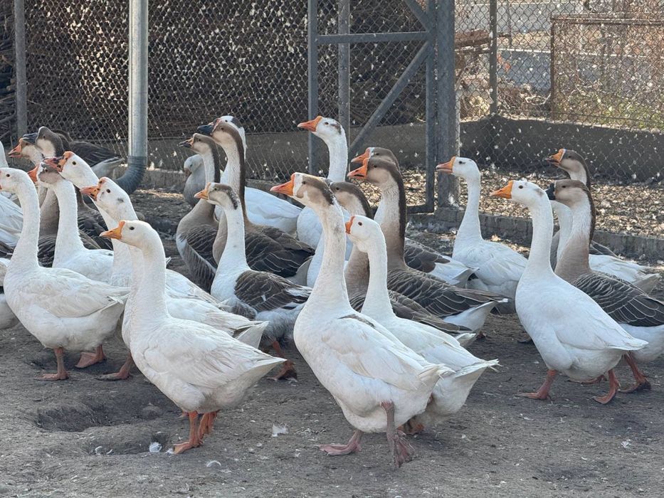 Gozlar sotiladi tuhumga krgan