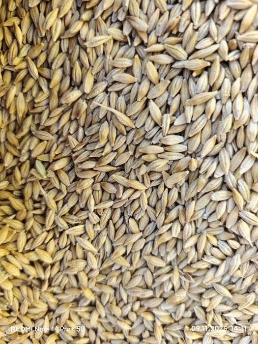 Козок арпа оптомга