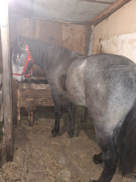 De vinzare sau schimb armăsar