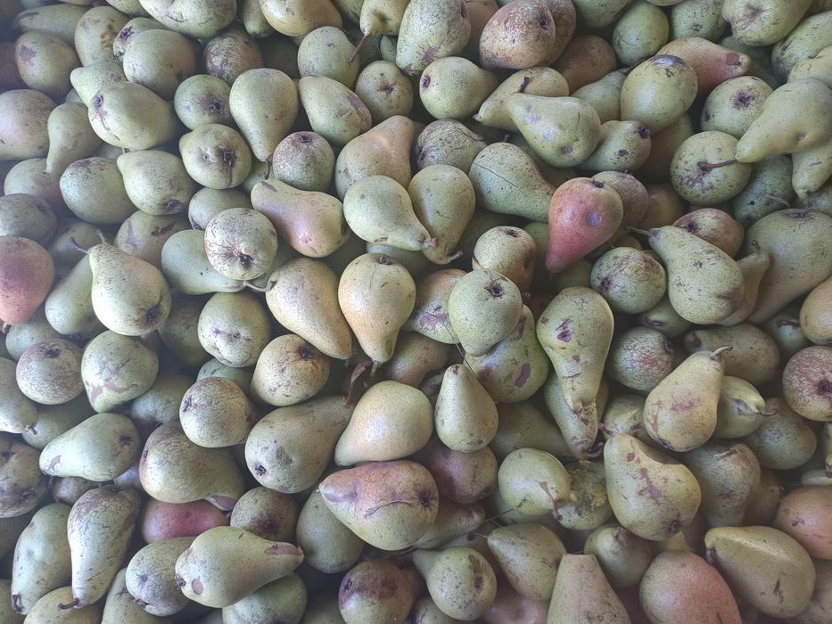 Vând pere pentru industrie