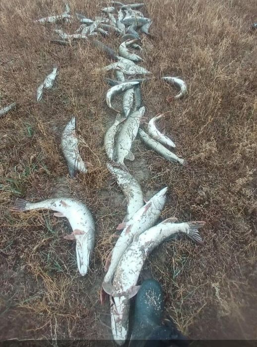 Продам Щуку свежую