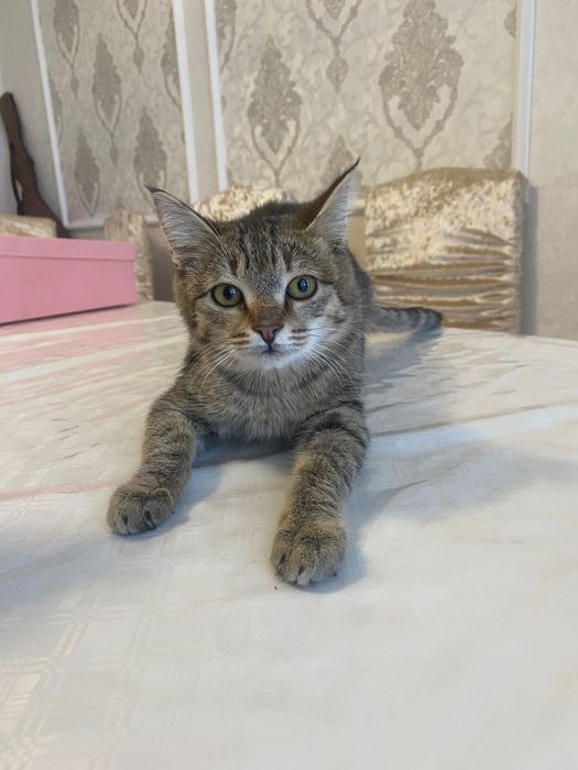 Отдам котят в добрые и заботливые руки