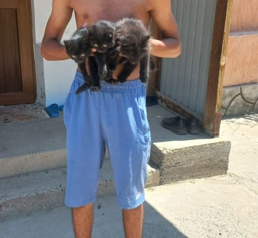 Срочно продам котенок маленький девочка за 500 тенге