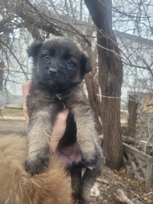 Милые девочки ищят дом, стерелизация с меня