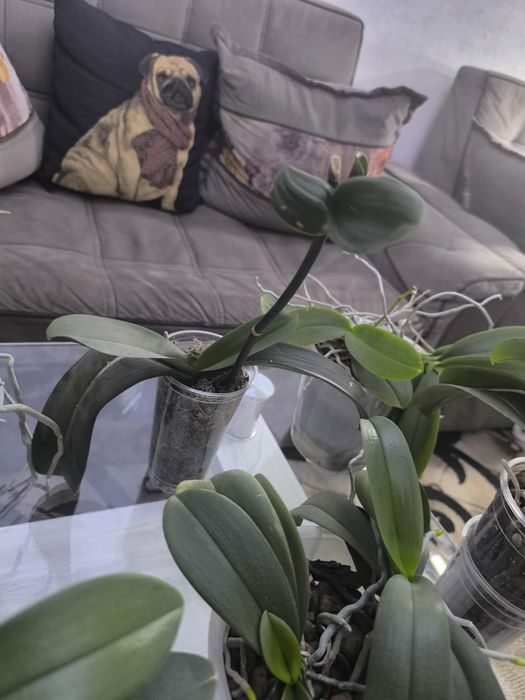 Продам свои орхидеи 10 штук