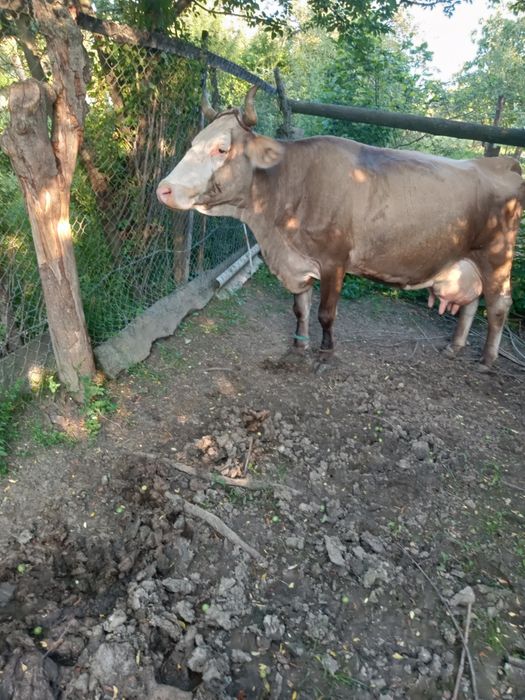 Vaca de vânzare ,preț negociabil ...mai multe detalii in privat.