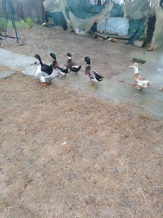 Rate românești de vânzare