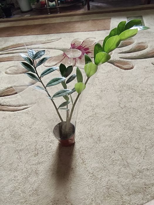 Продам молодой замиокулькас (долларовое дерево) дерево)