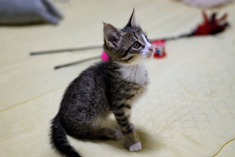 Пристраиваем котенка, девочка 2 мес, окрас Табби