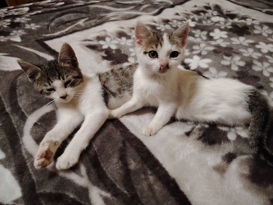 Donez 2 puiuți de pisică