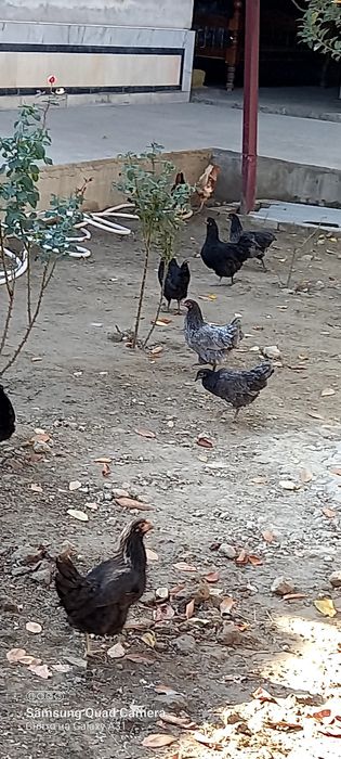 Хурозчалар сотилади⁸