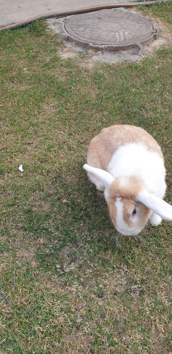 Quyon sotiladi yoki barter