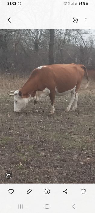 Продаю корову КРС