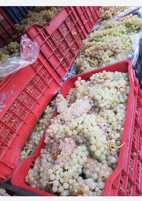 Struguri pentru vin