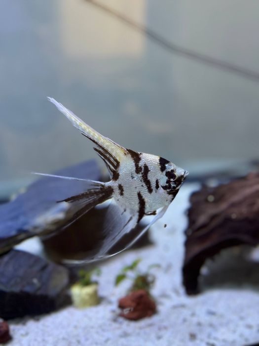 Вуалевые скалярии долматин