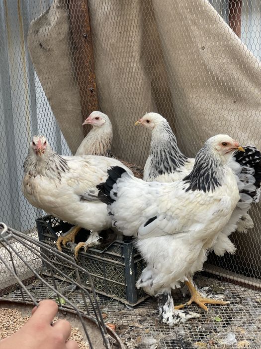 Порода брама есть 4 штук