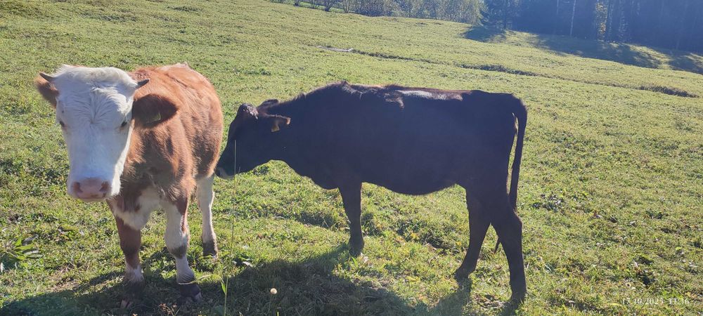 Vand juninci gestante