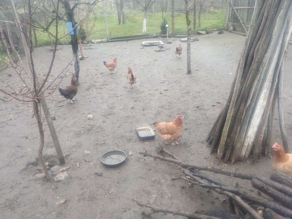 Vând cocos și găini.