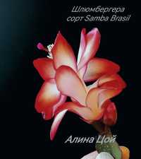 Шлюмбергера (декабрист) сорт Samba Brasil от профессионального Цветово