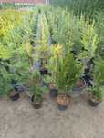 Tuia smarald , Leylandii, Globulari