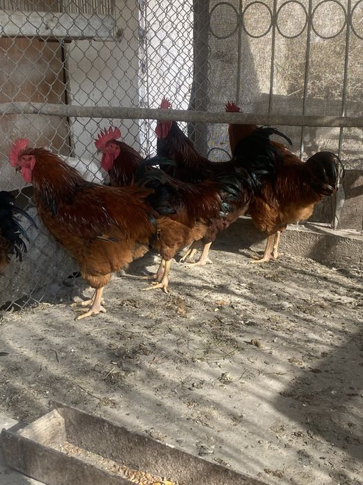 Петухи корейской породы