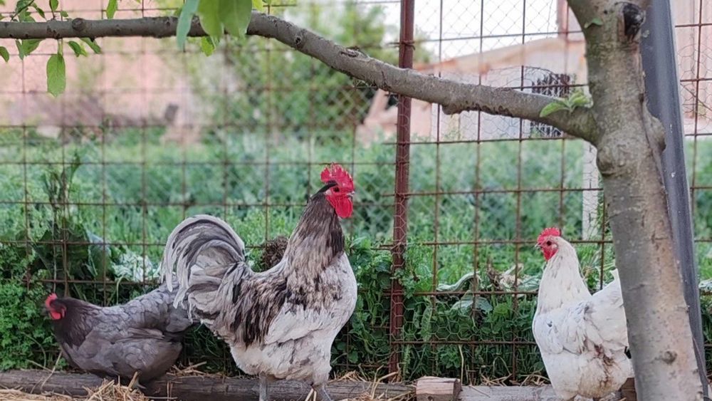 Ouă incubație di păsări disponibile