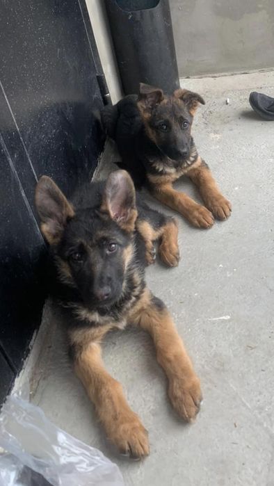 Продам щенков немецкой овчарки