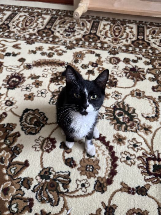 Отдам котика в добрые руки