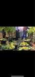 struguri de vin direct de la producator de 20 hectare